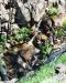 Ironside Spring