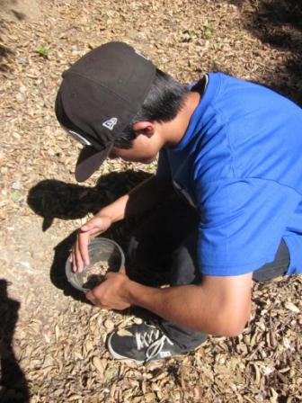 Planting Oaks