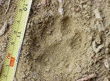 Wildlife survey bobcat print-Photo by Lee Kirchevel